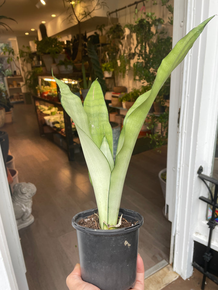 Snake Plant