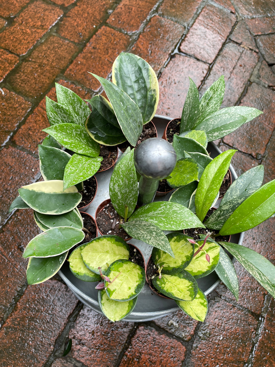 Hoya