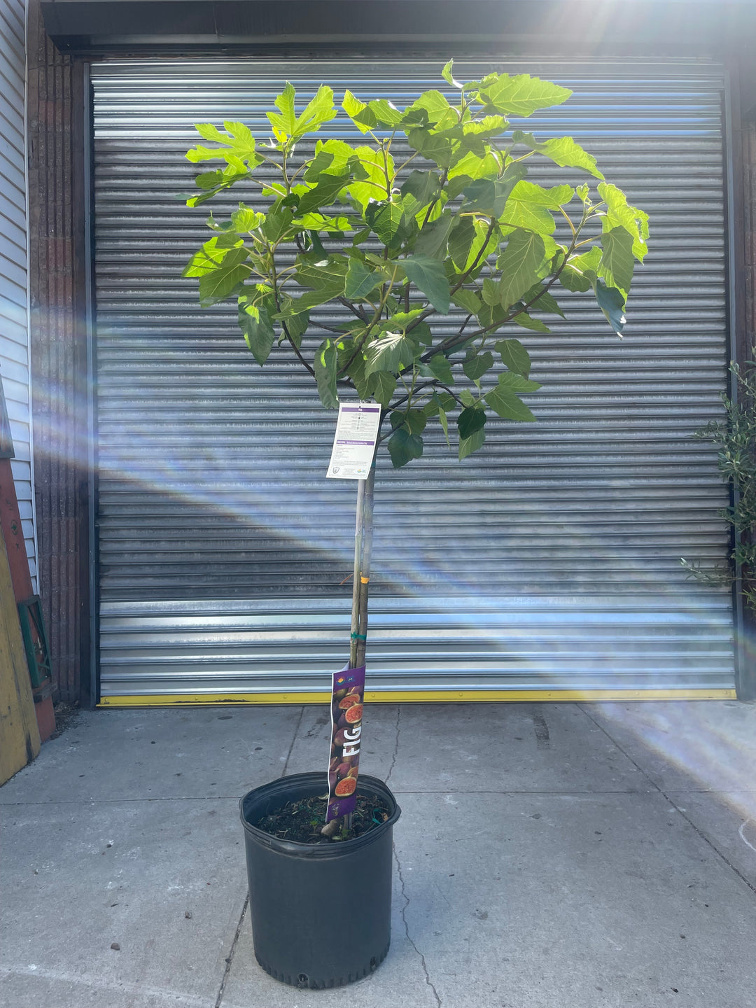 Fruiting Fig Tree