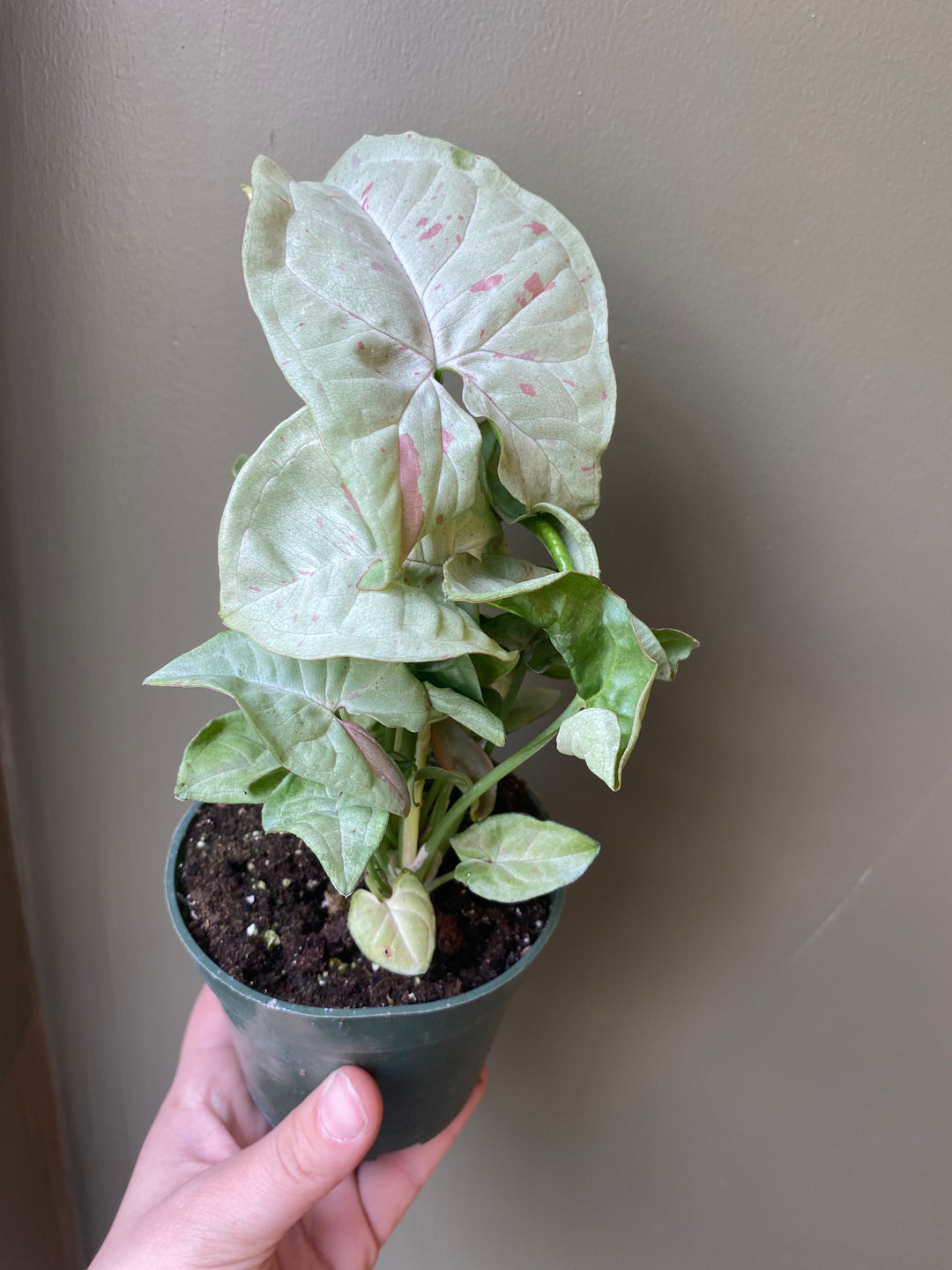 Syngonium Milk Confetti