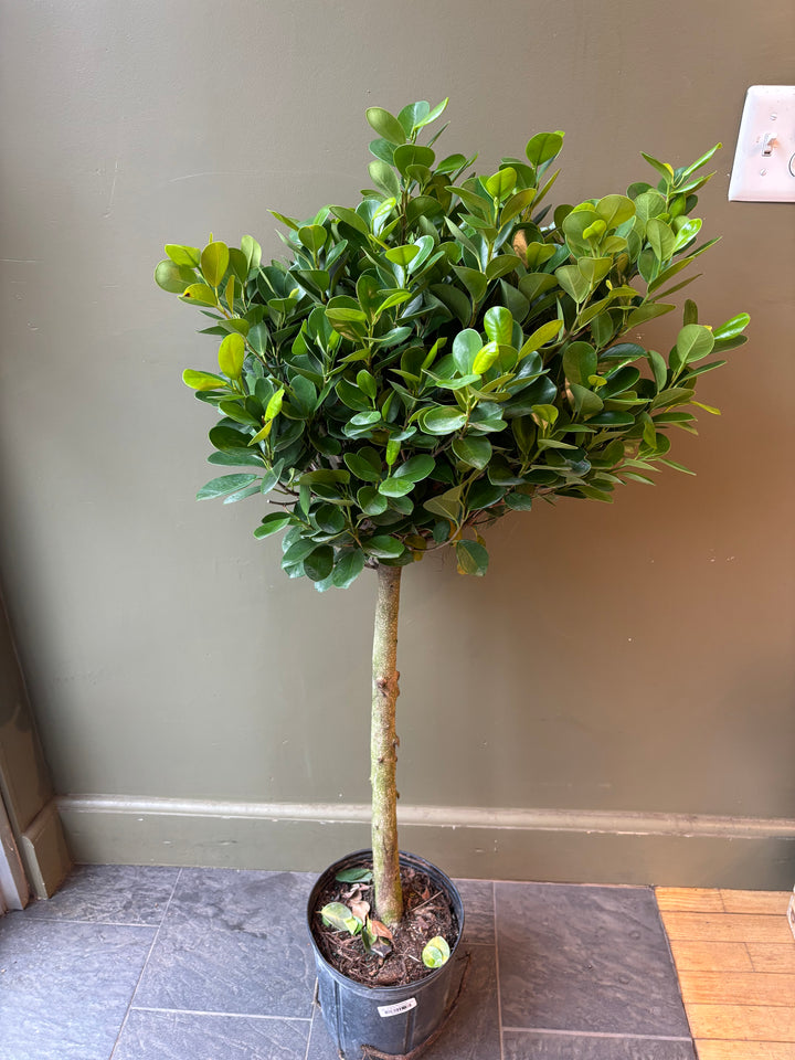 Ficus Moclame