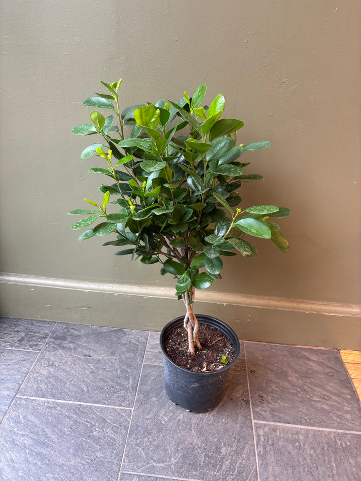Ficus Moclame
