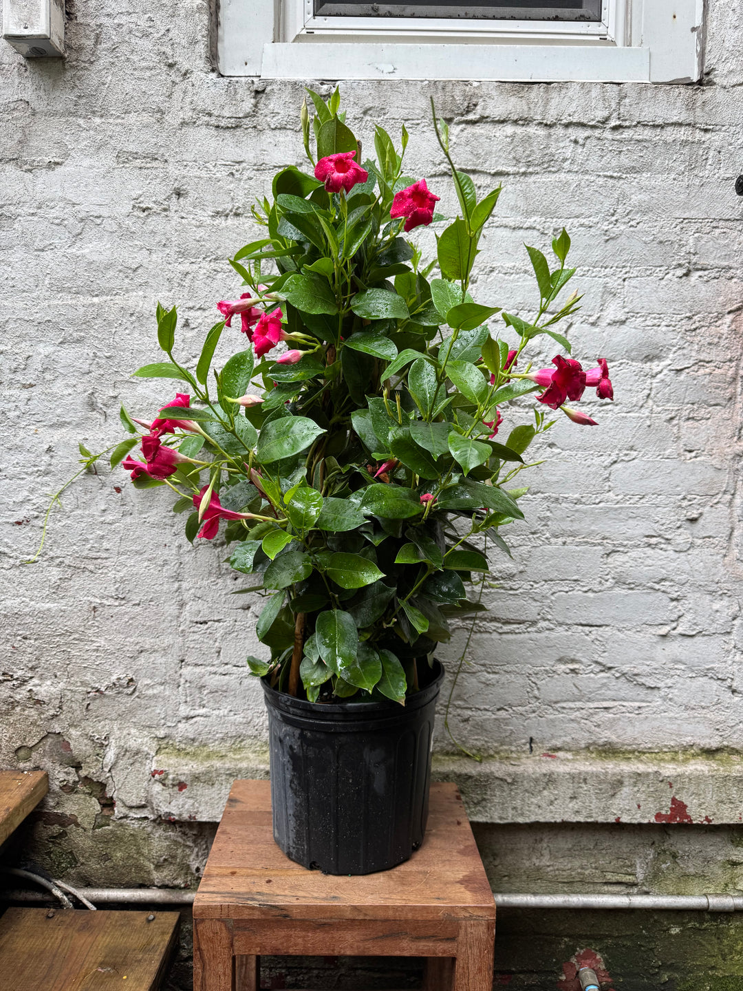 Mandevilla 'Raspberry Kiss'