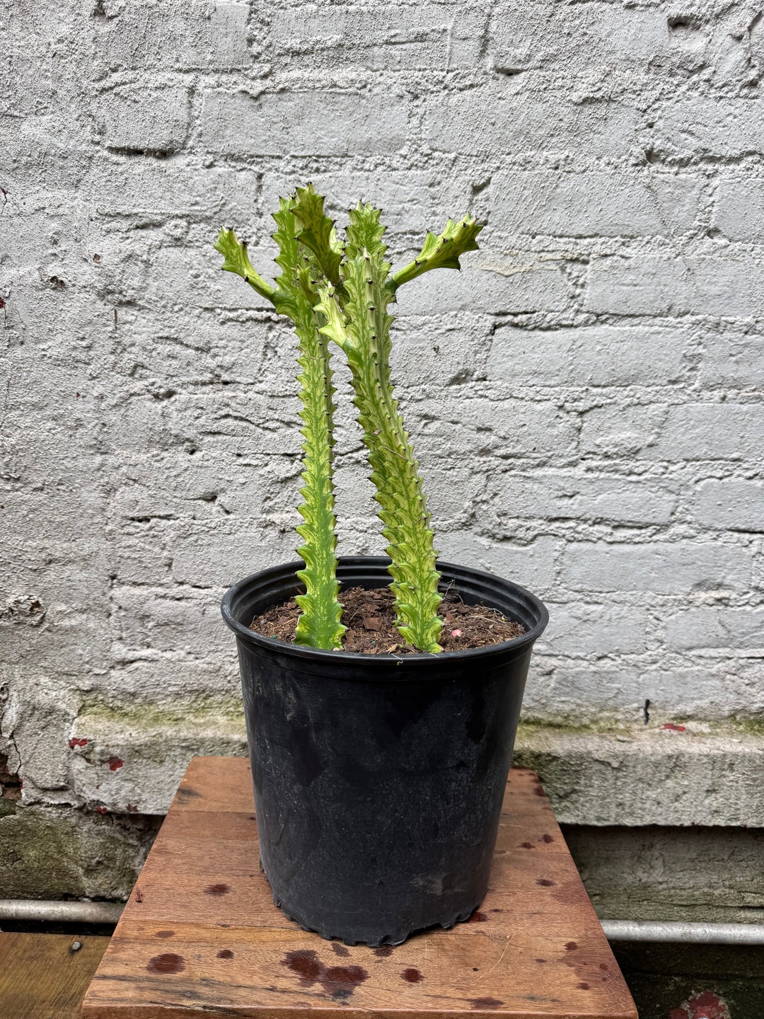 Euphorbia 'Mint Cream'