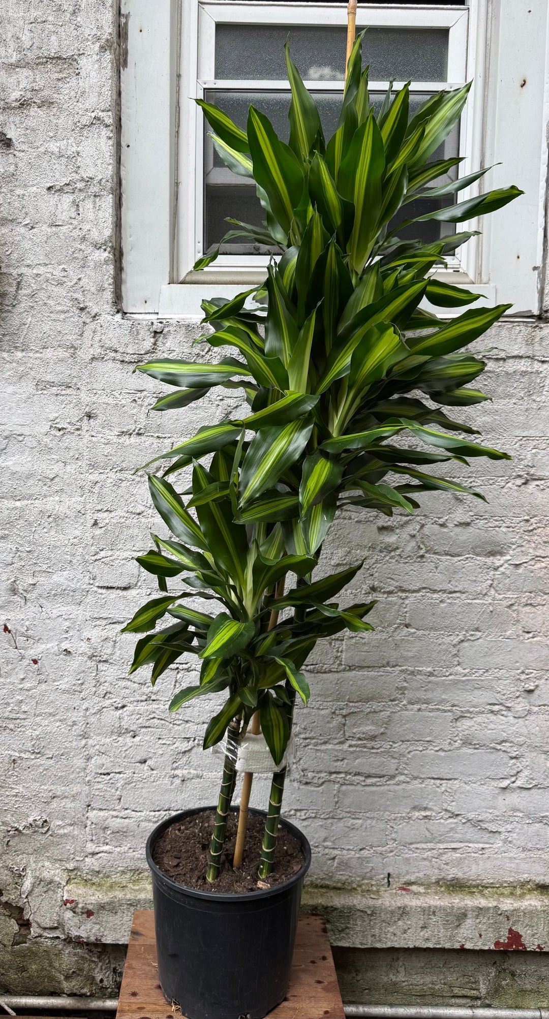 Dracaena Cintho