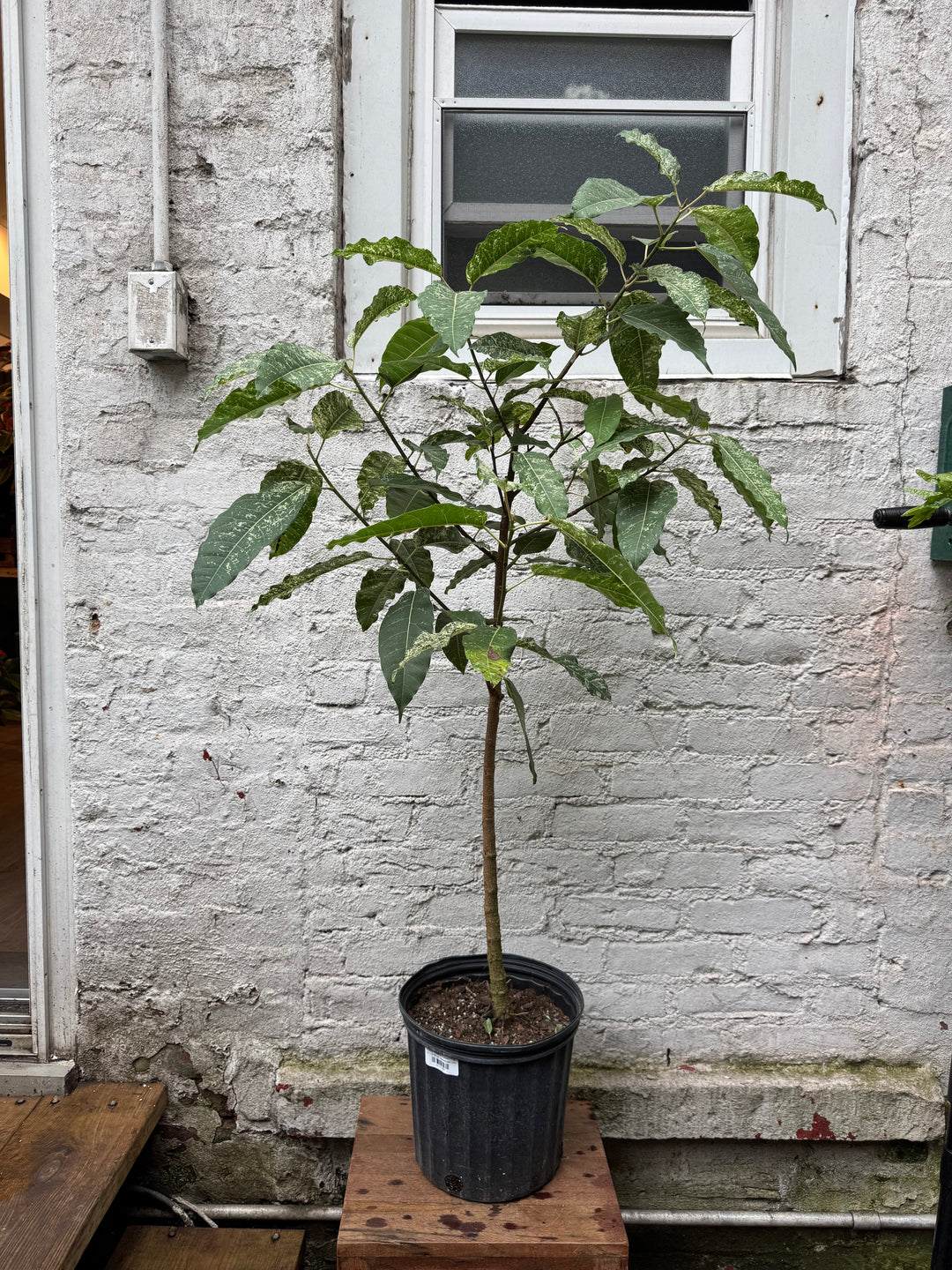 Ficus Aspera 'Clown Fig'