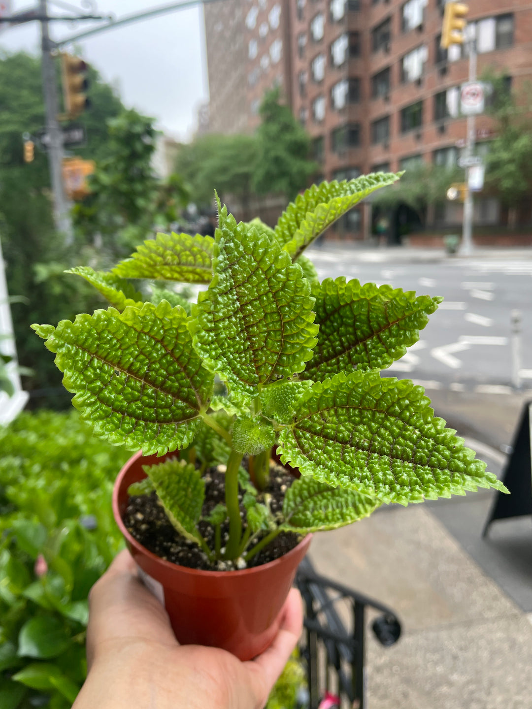 Pilea 'Moon Valley'