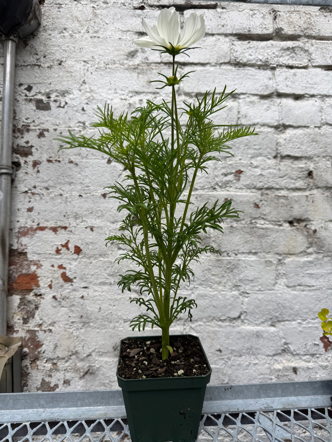 Cosmos Sonata White