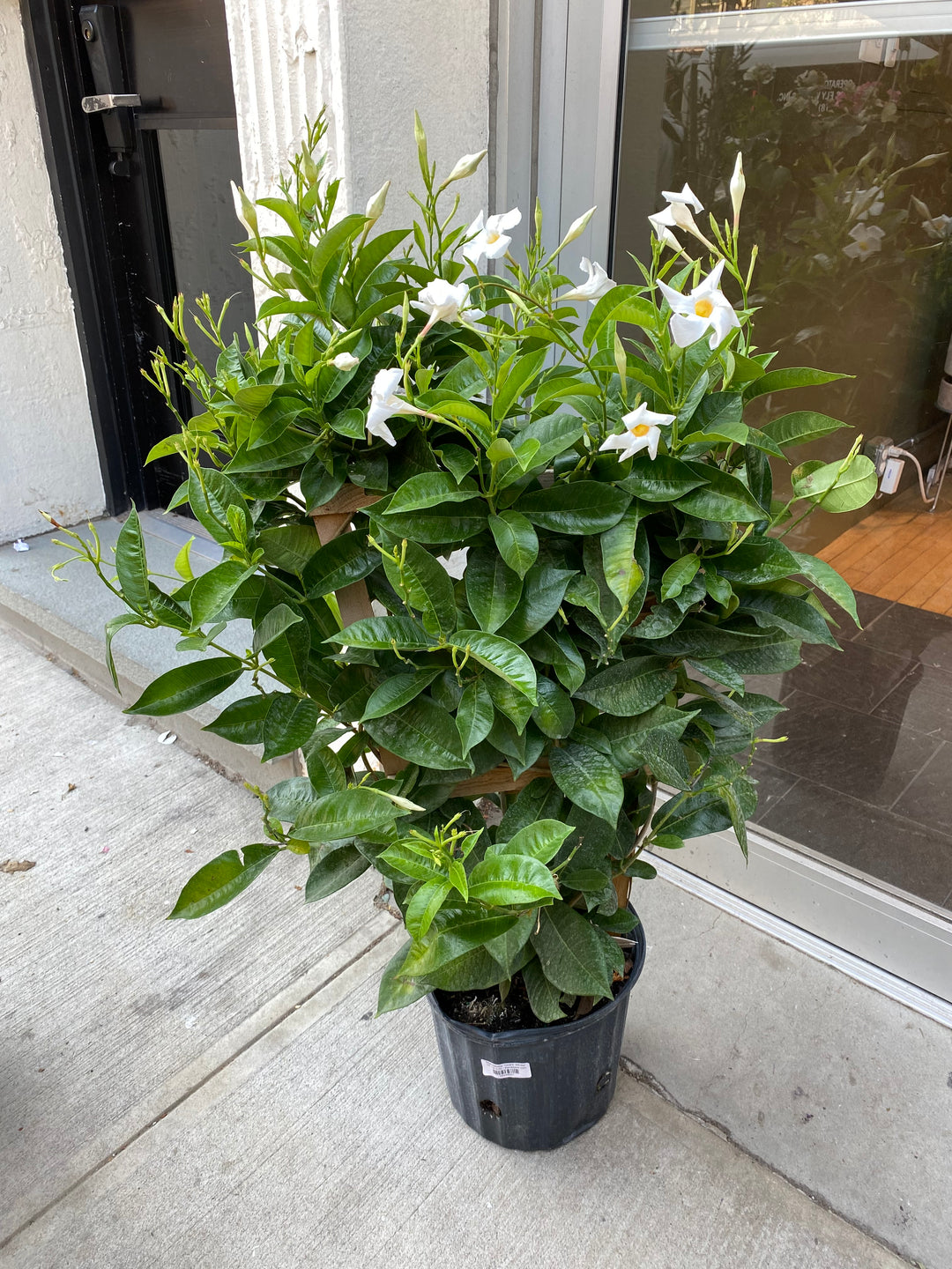 Mandevilla 'Giant White'