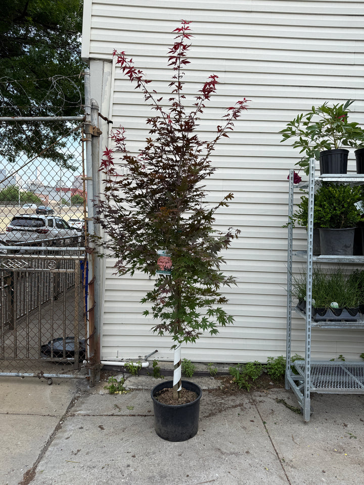 Oshio-Beni Japanese Maple