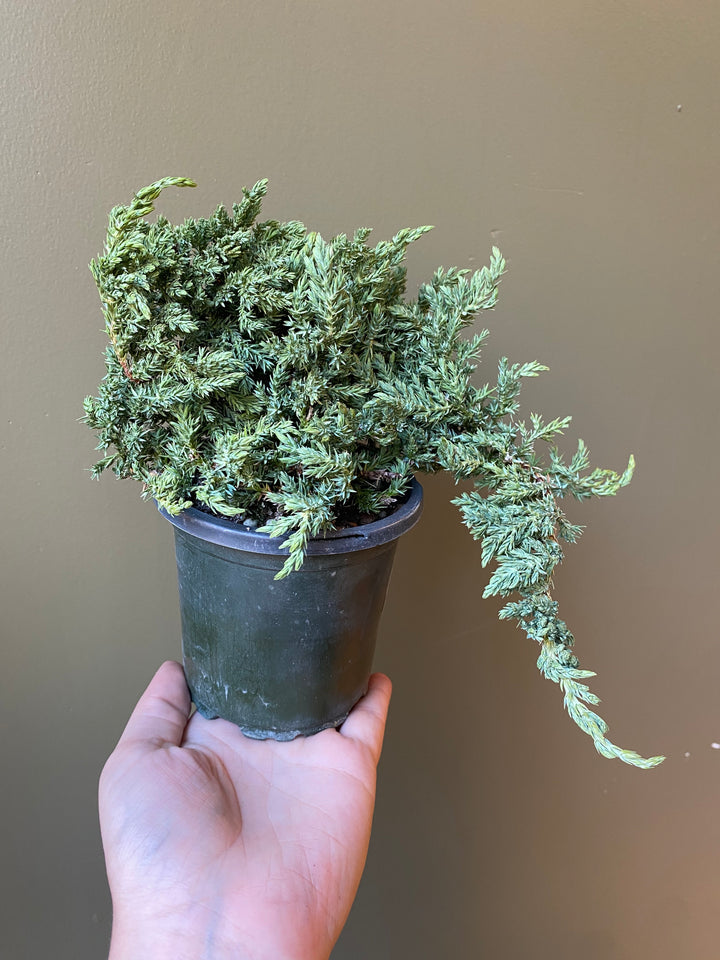 Juniper Bonsai