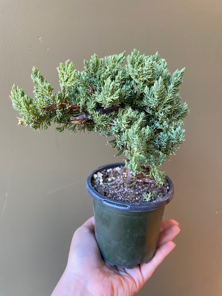 Juniper Bonsai