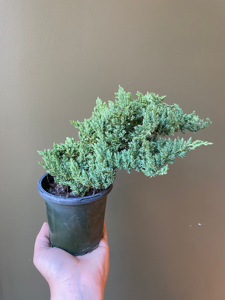 Juniper Bonsai
