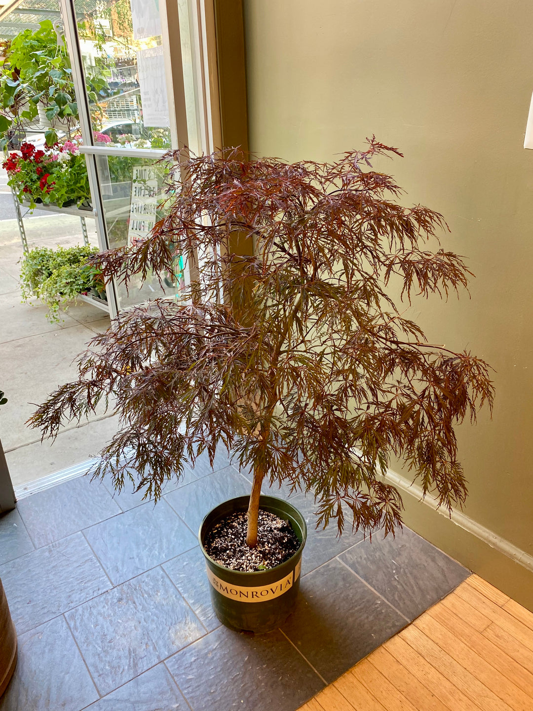 Crimson Queen Japanese Maple
