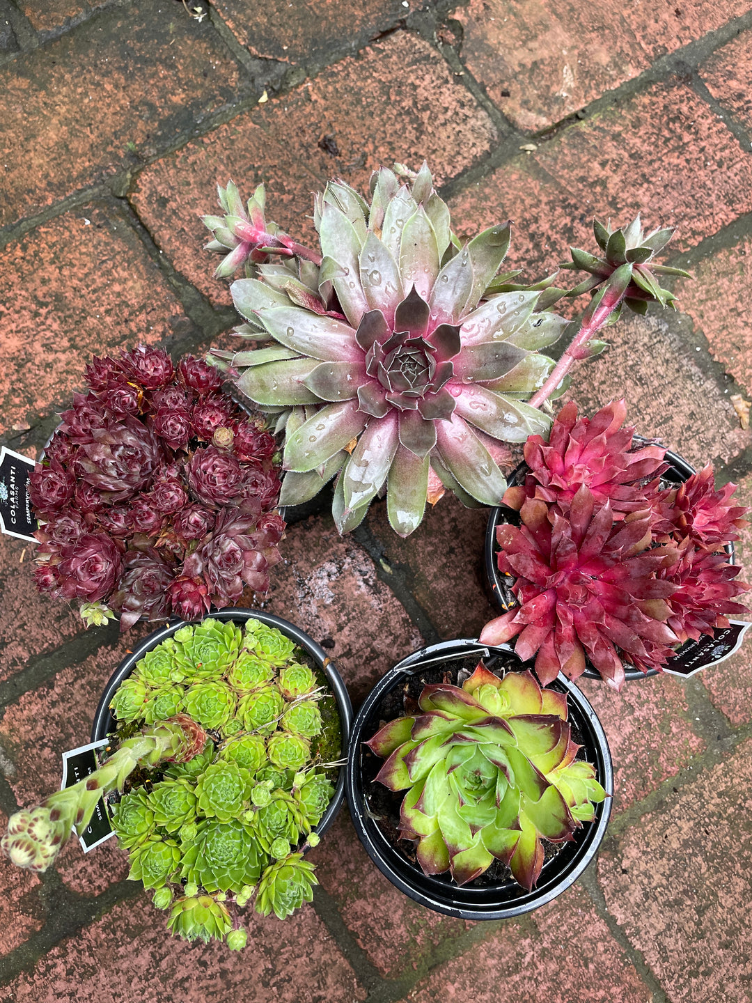 Sempervivum "Hens and Chicks"