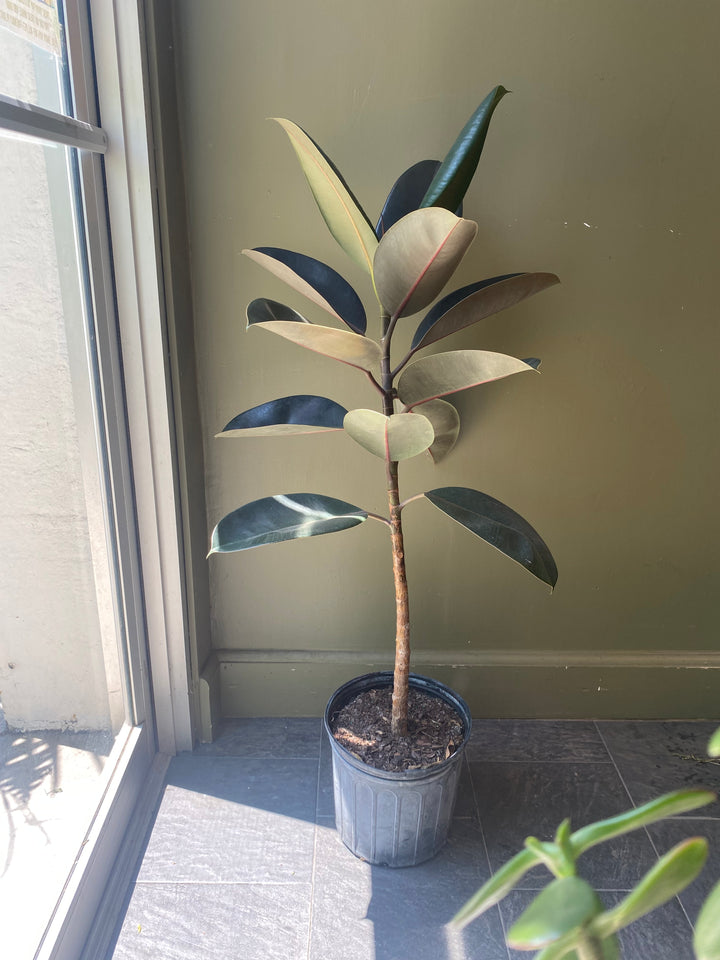 Ficus Burgundy