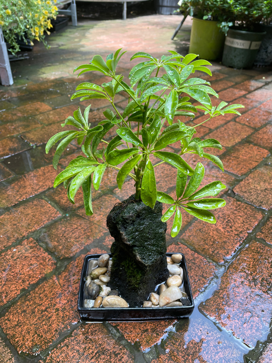 Schefflera Rock Garden Bonsai