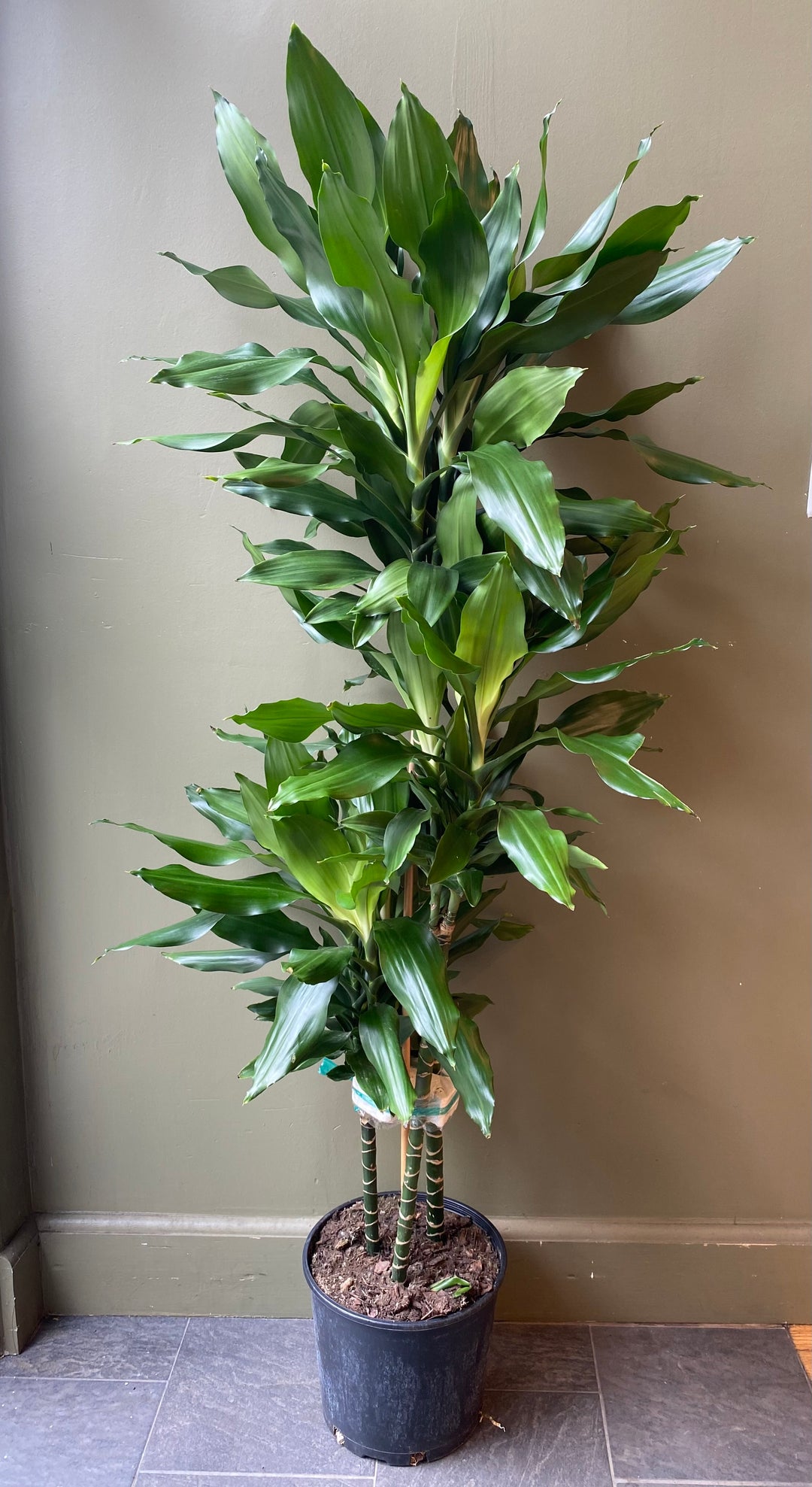 Dracaena 'Janet Lind'