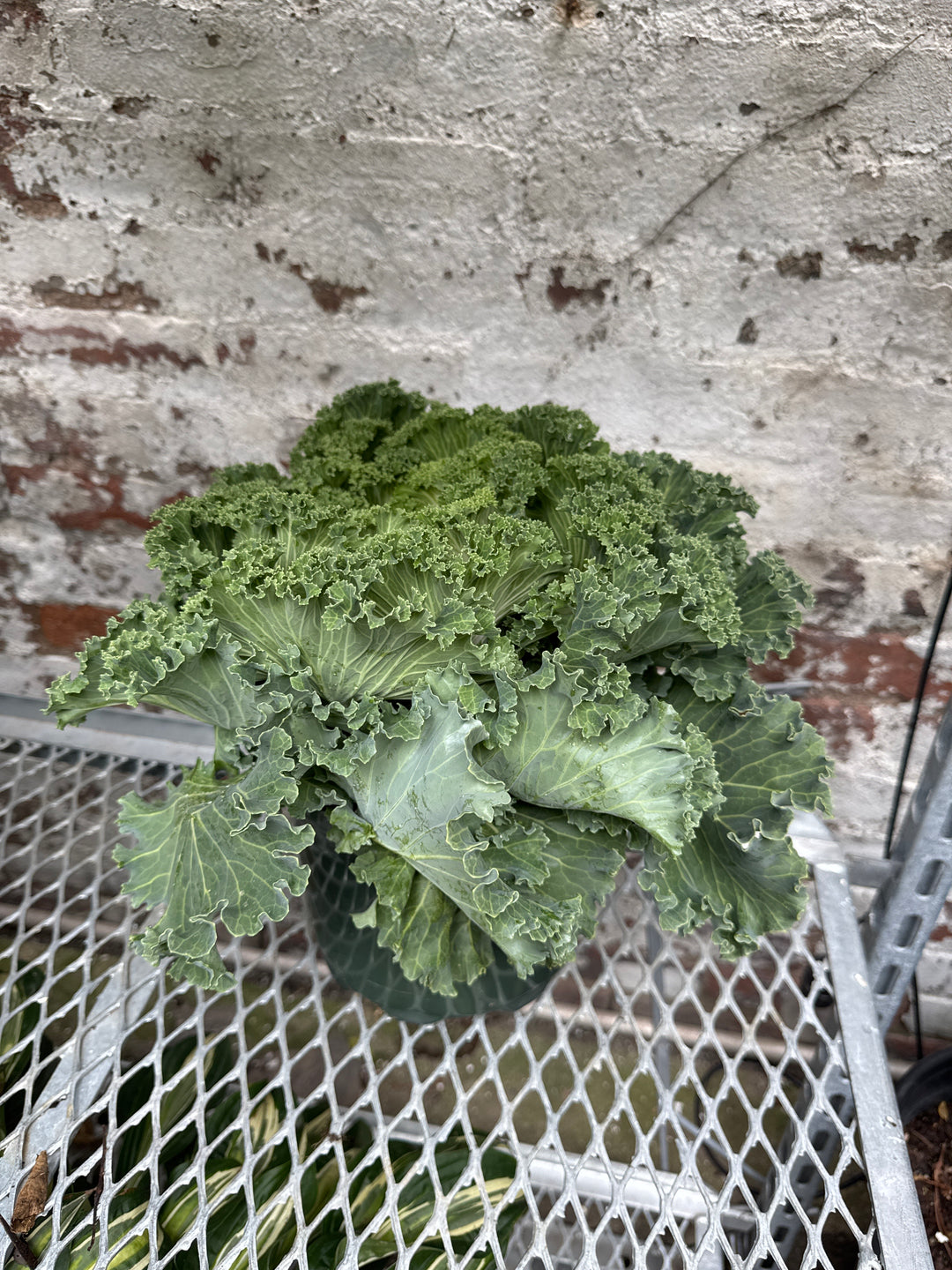 Kale 'Nagoya'