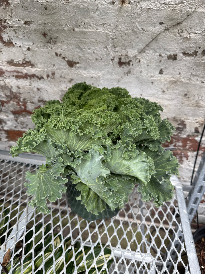 Kale 'Nagoya'