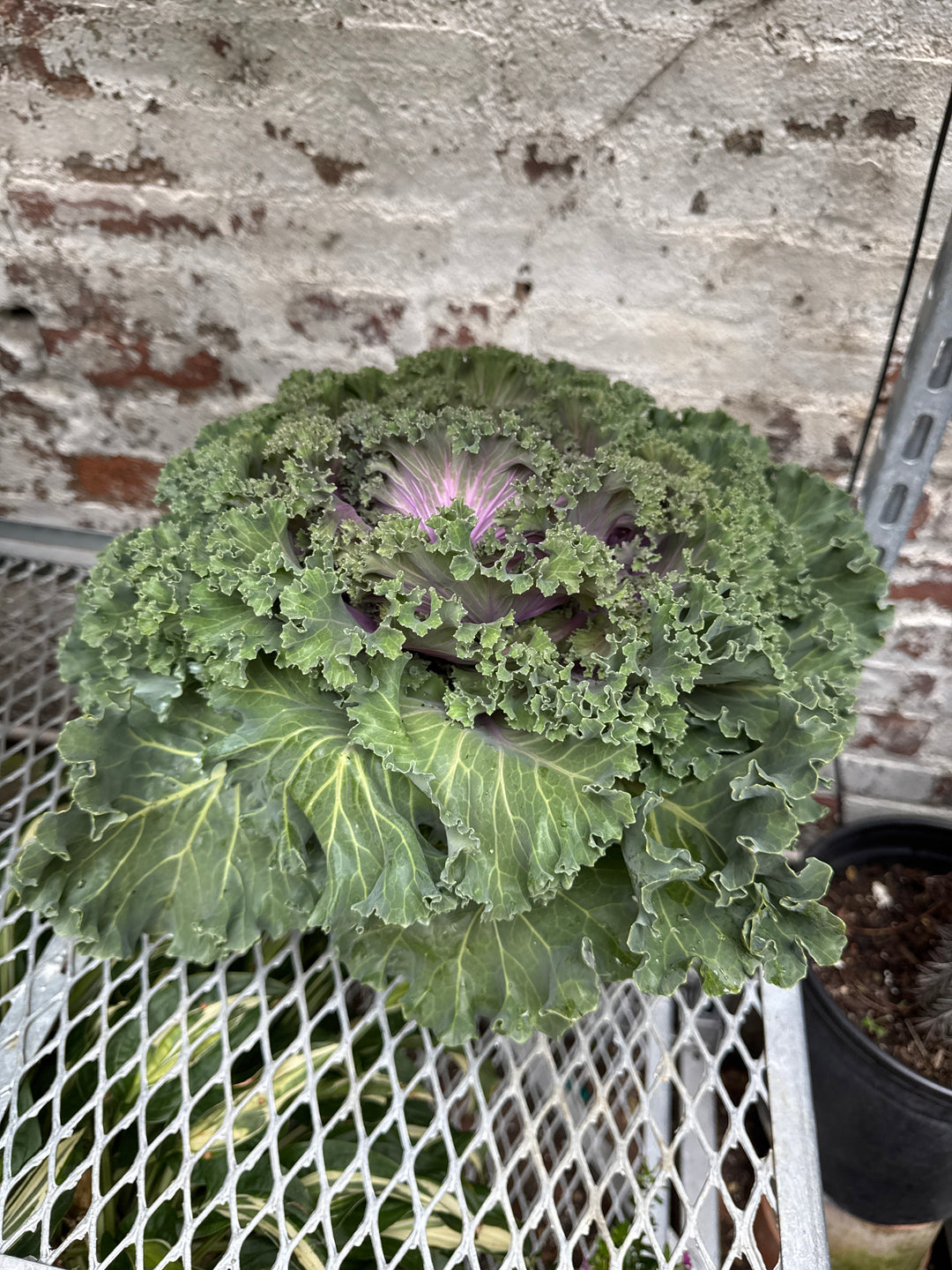 Kale 'Nagoya'