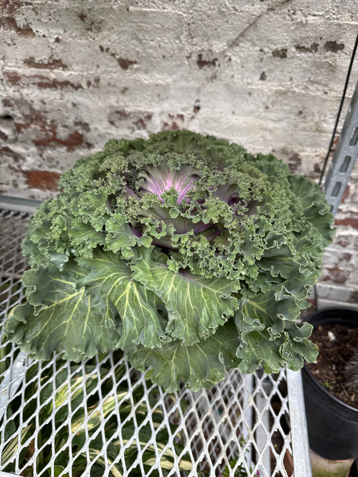 Kale 'Nagoya'