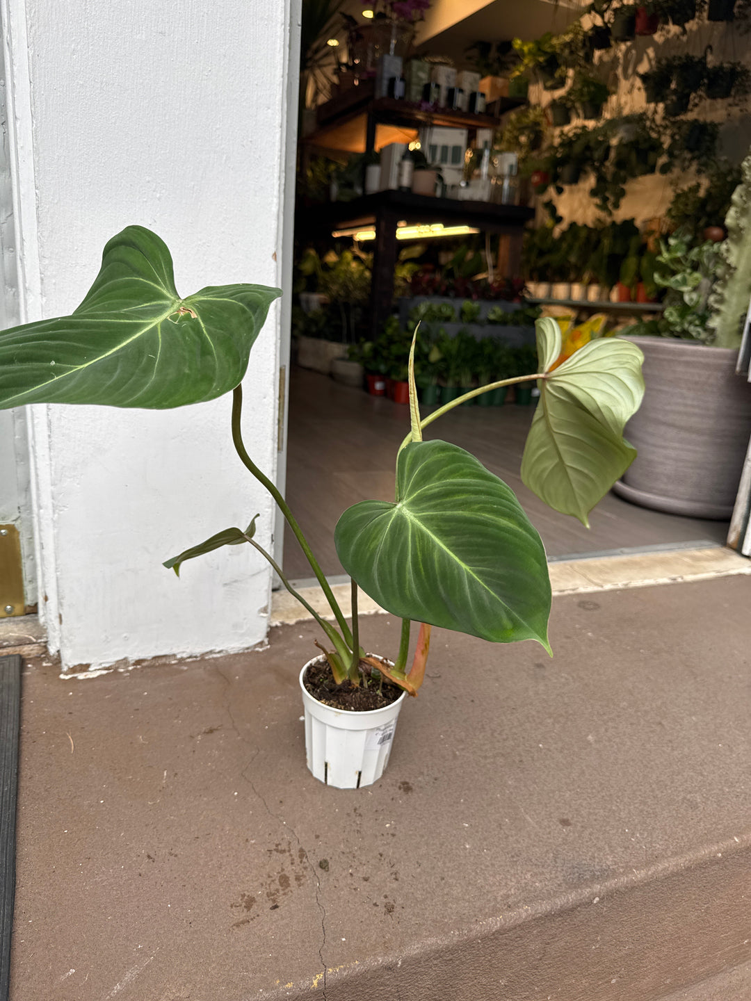 Philodendron Gloriosum