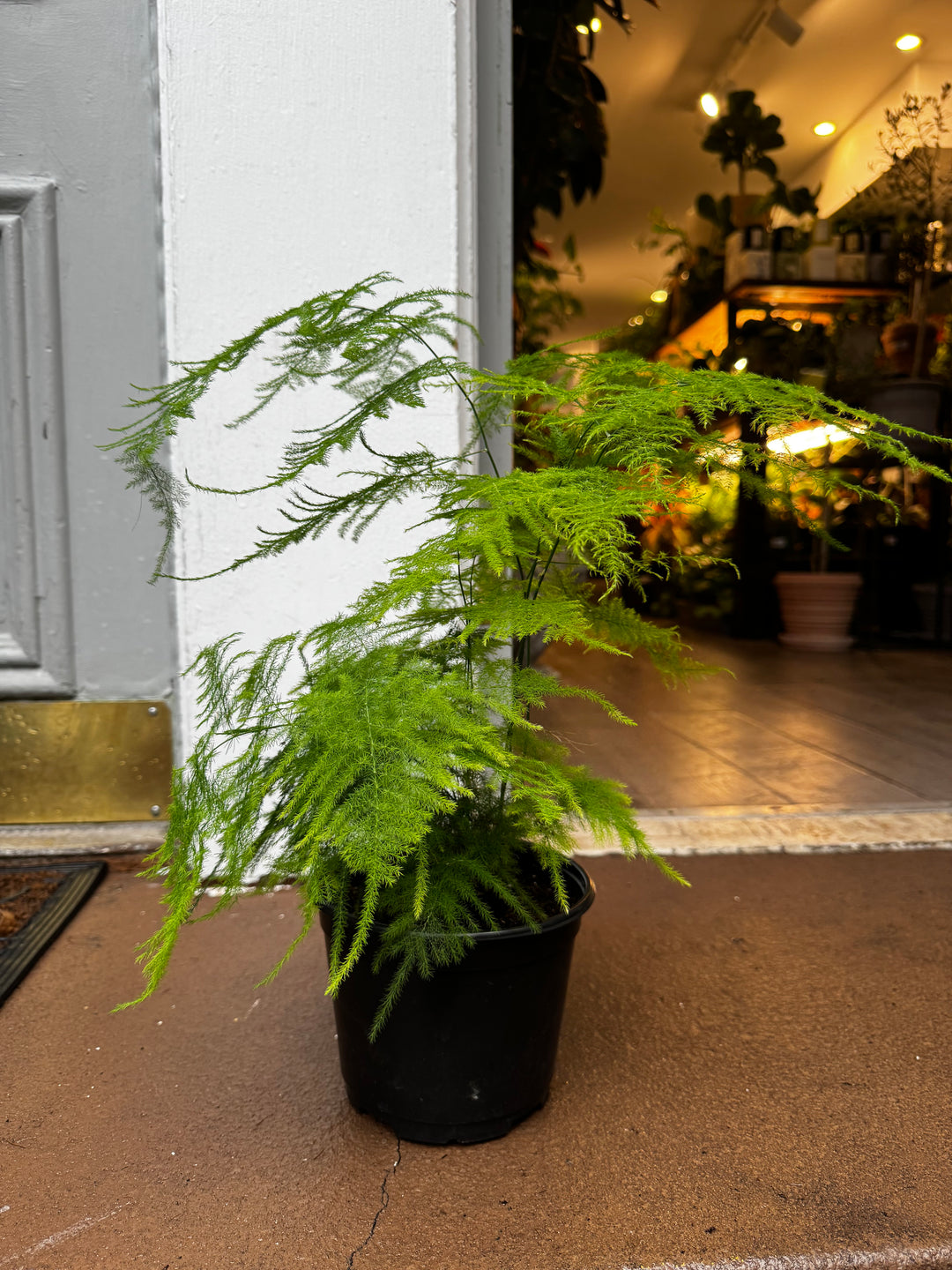 Asparagus Fern