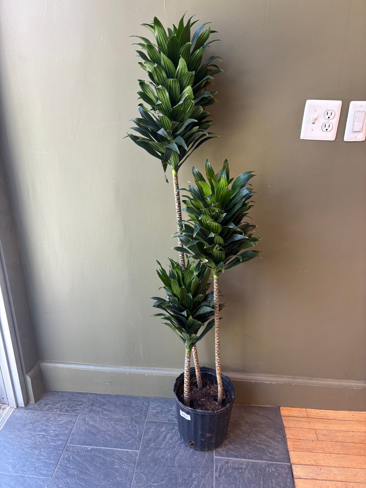 Dracaena 'Janet Craig Compacta'