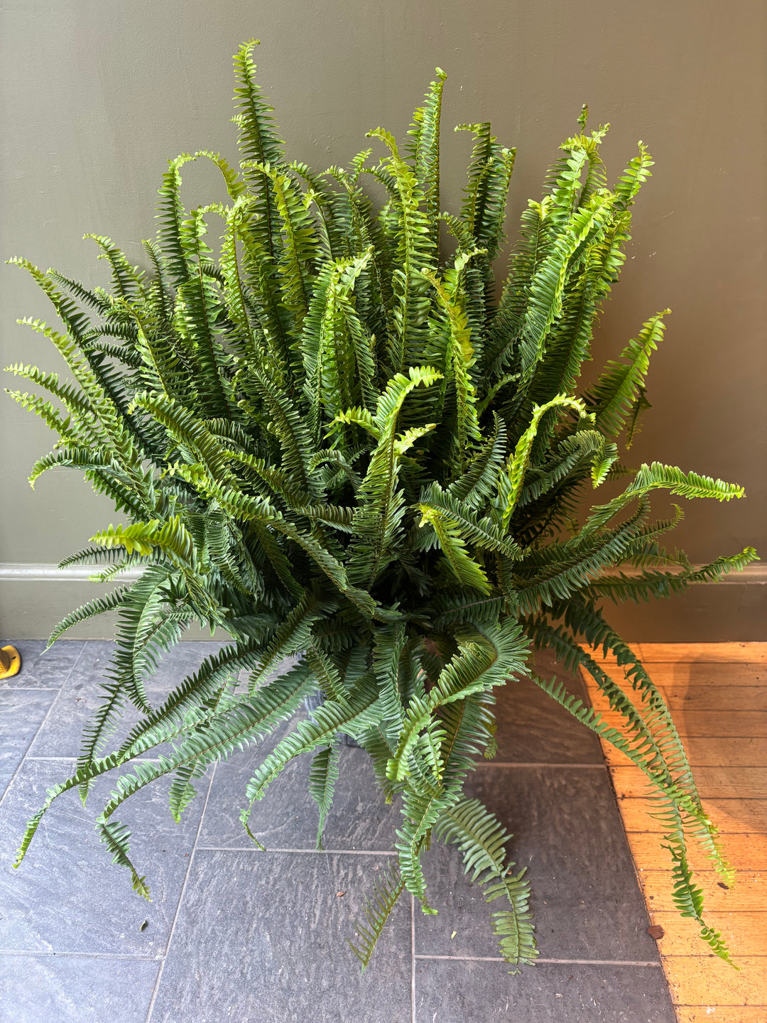 Kimberly Queen Fern