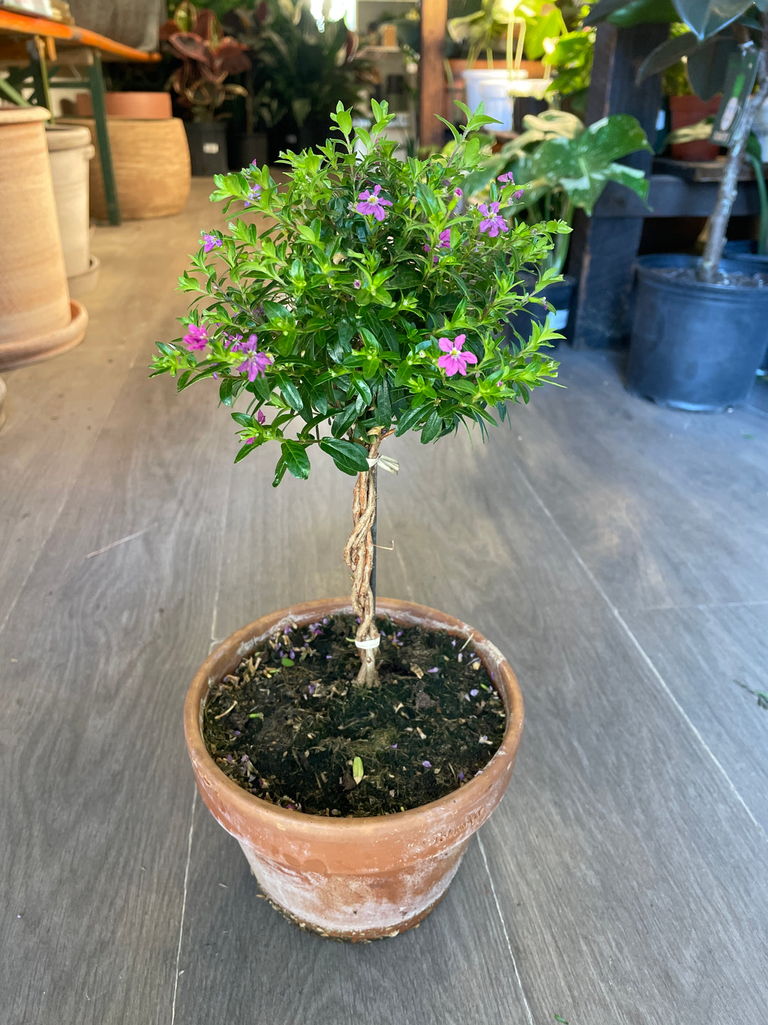 Mexican Heather (Purple)