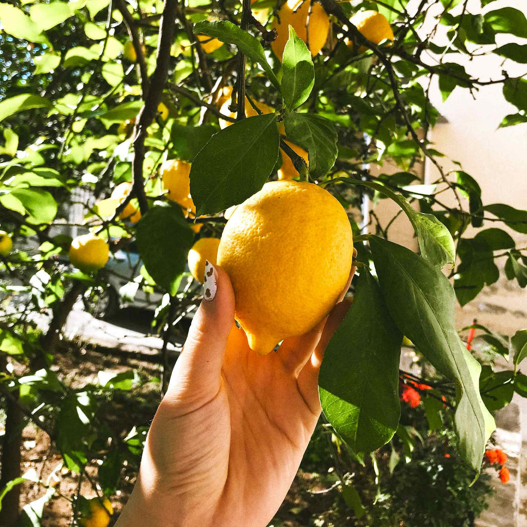 Meyer Lemon Tree