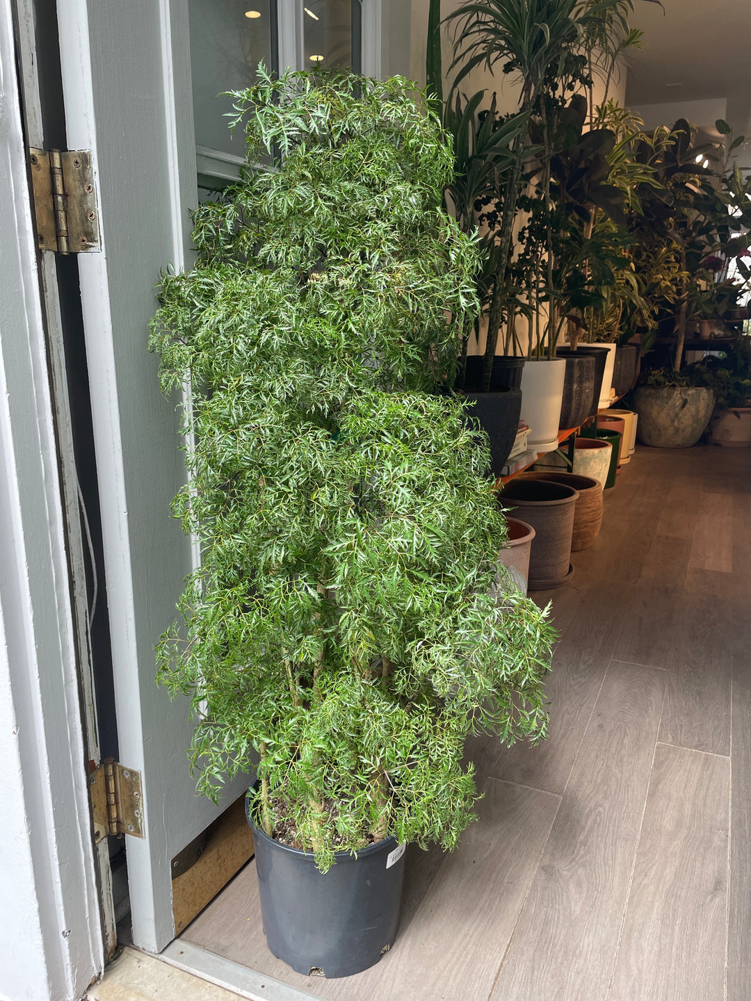 Ming Aralia