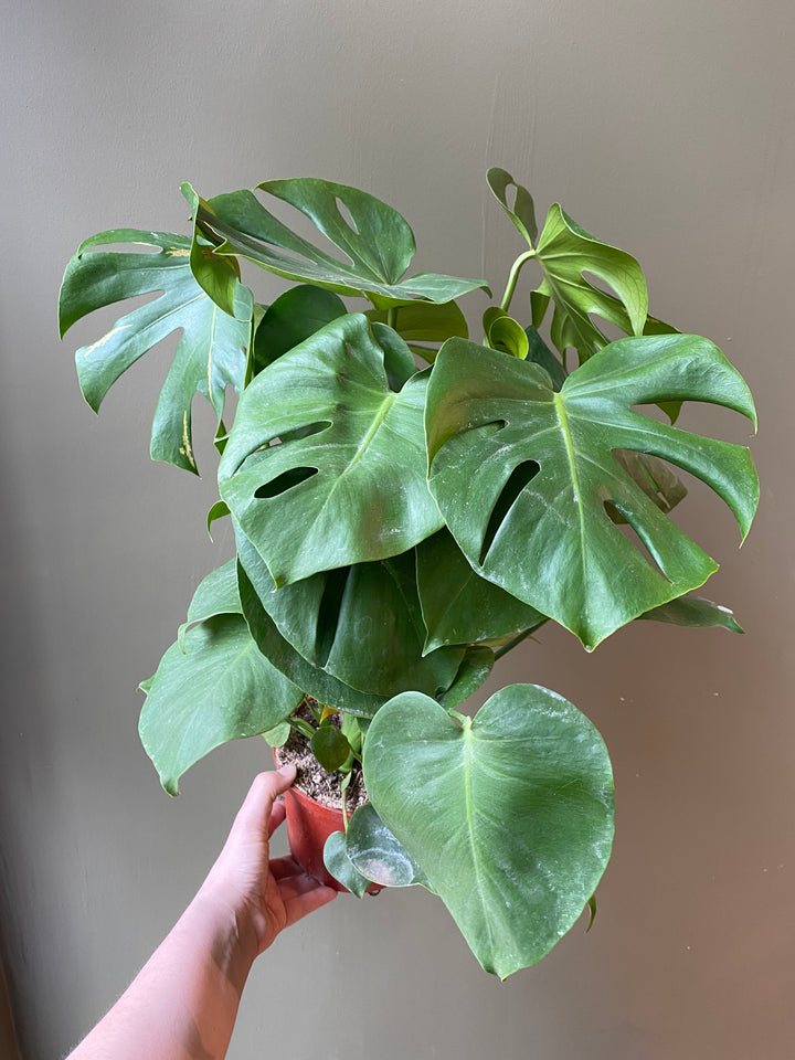 Monstera Deliciosa