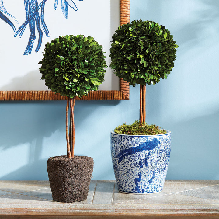 Preserved Boxwood Topiary - Single Sphere