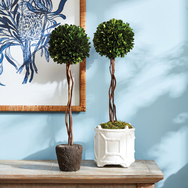 Preserved Boxwood Topiary - Single Sphere