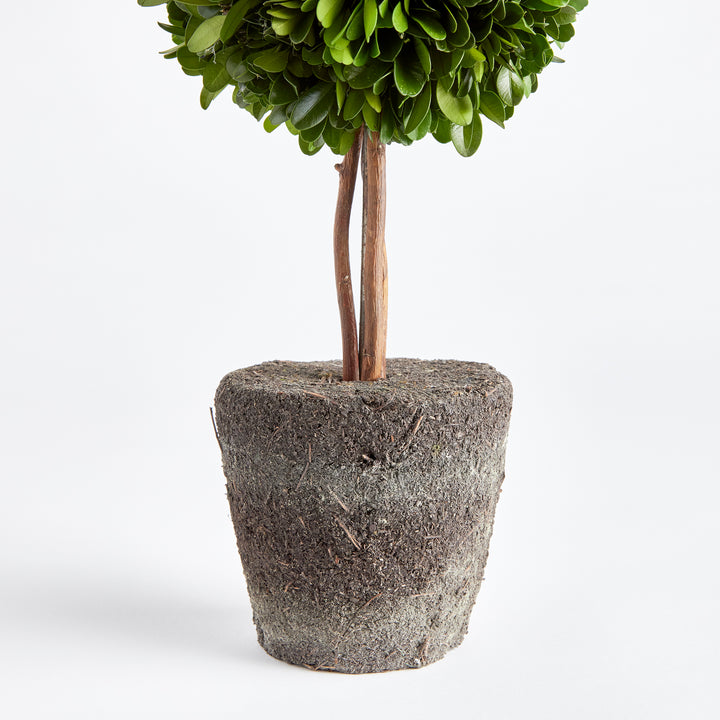 Preserved Boxwood Topiary - Double Sphere