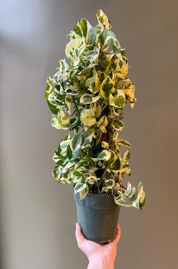 Pothos N Joy
