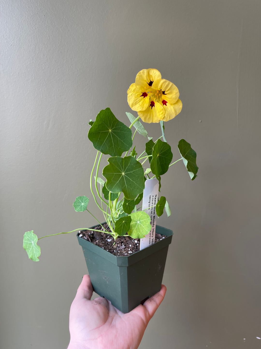 Nasturtium