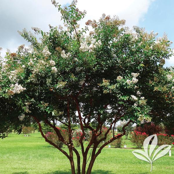 Natchez Crapemyrtle