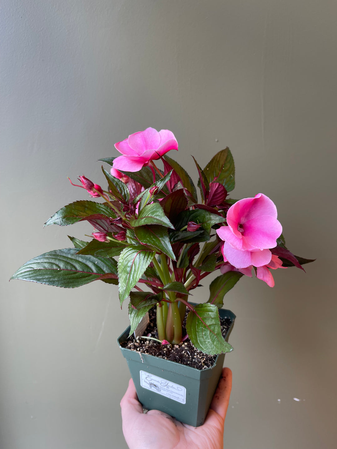 New Guinea Impatiens Paradise Light Pink