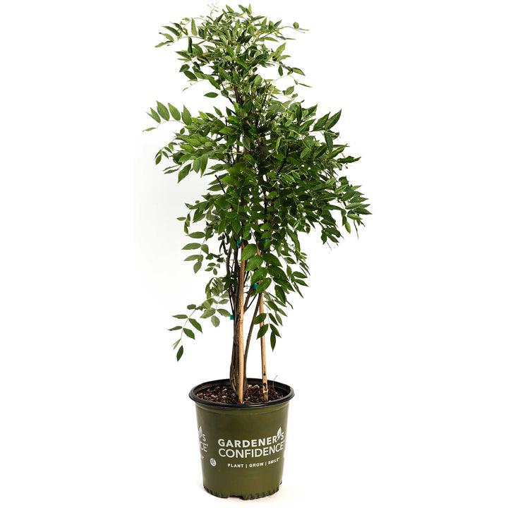 Amethyst Falls Wisteria