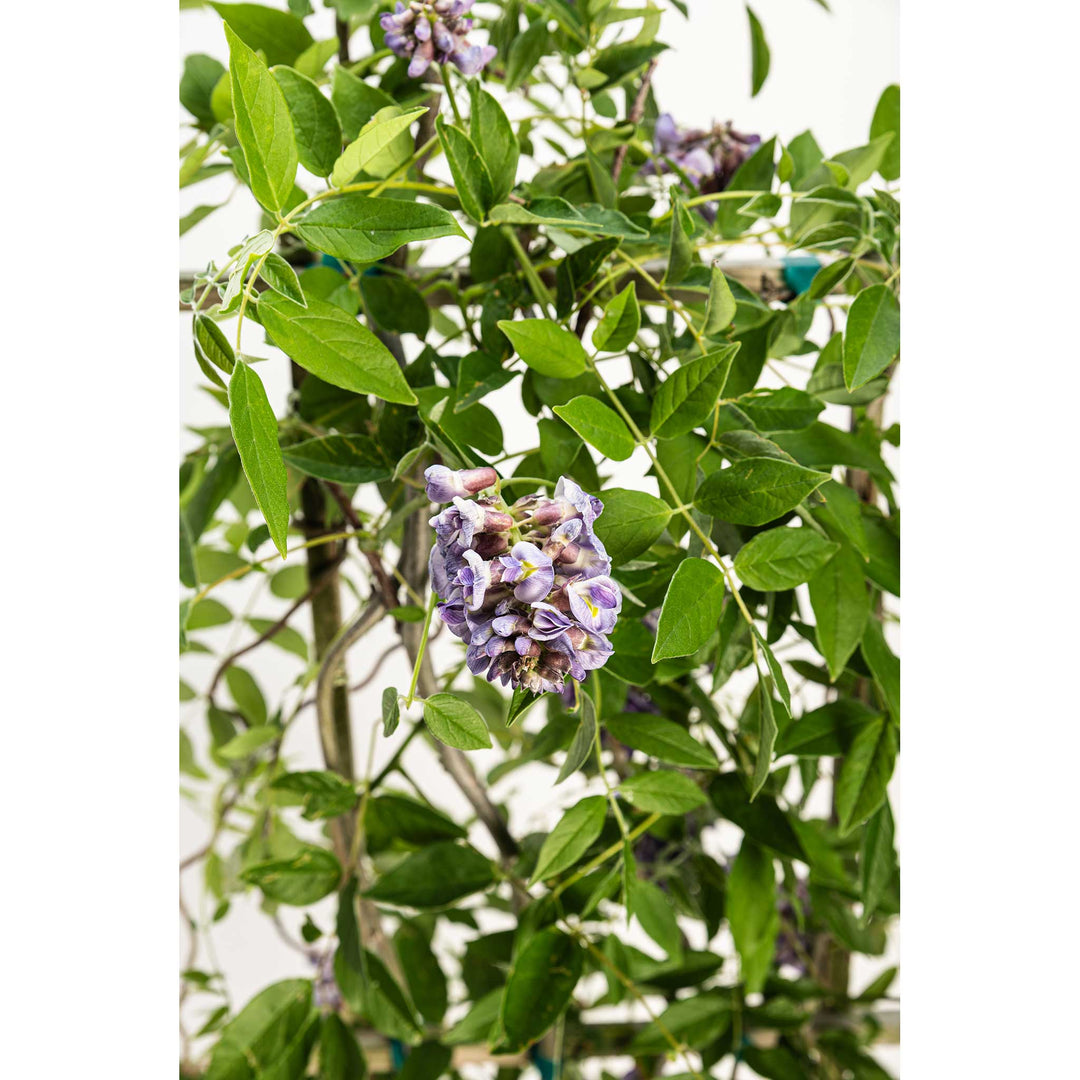 Amethyst Falls Wisteria