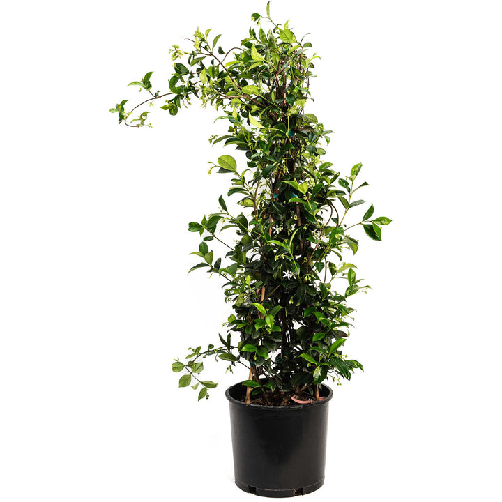 Star Jasmine