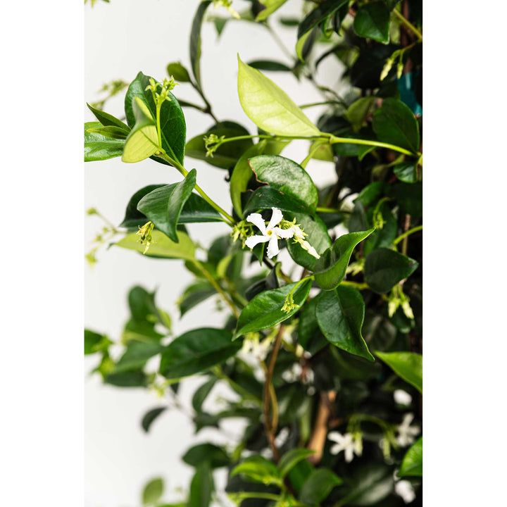 Star Jasmine