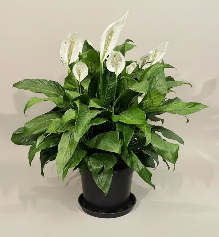 buy large peace lily Peace Lily