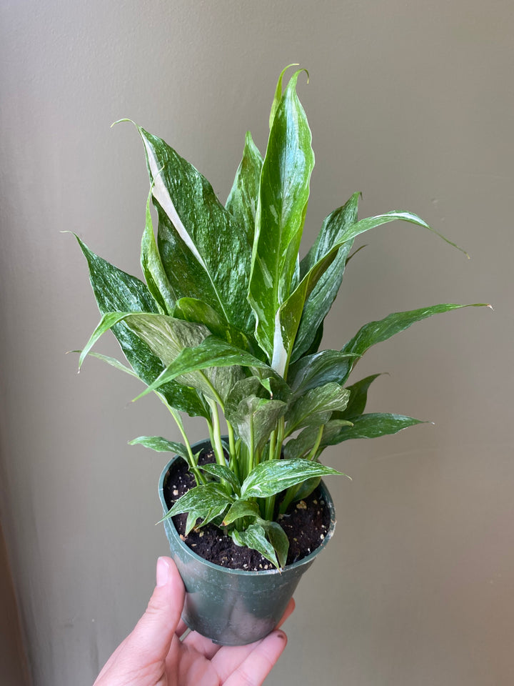 Peace Lily 'Domino'