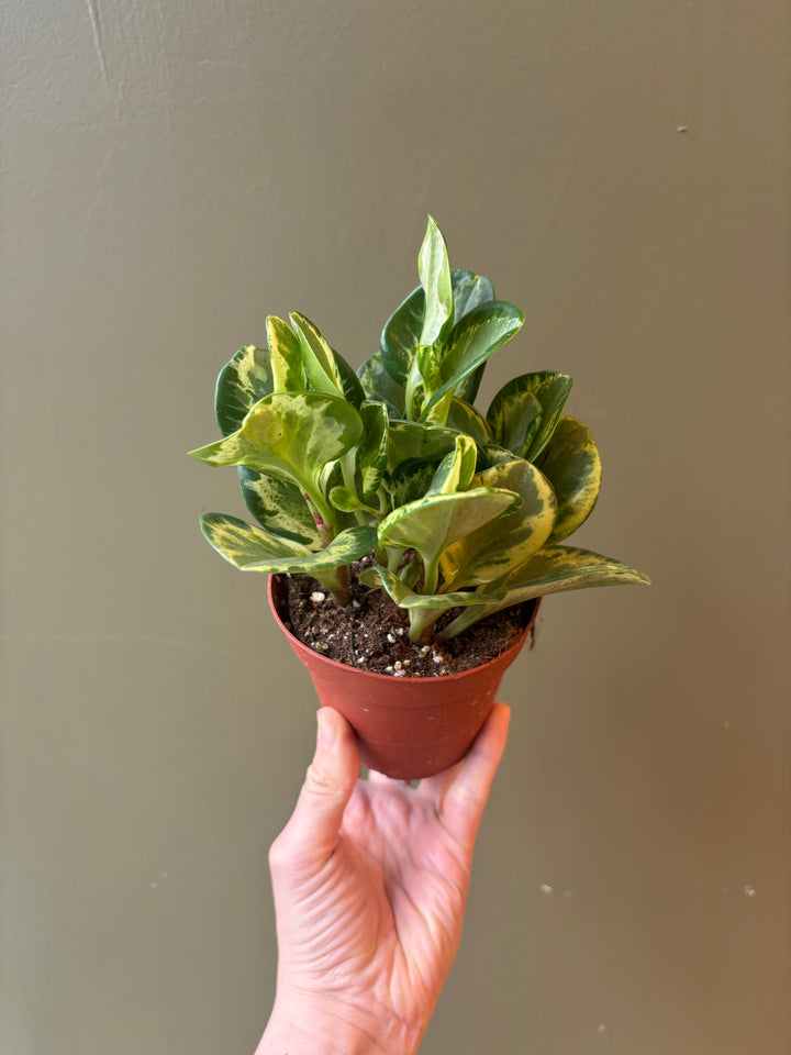 Peperomia