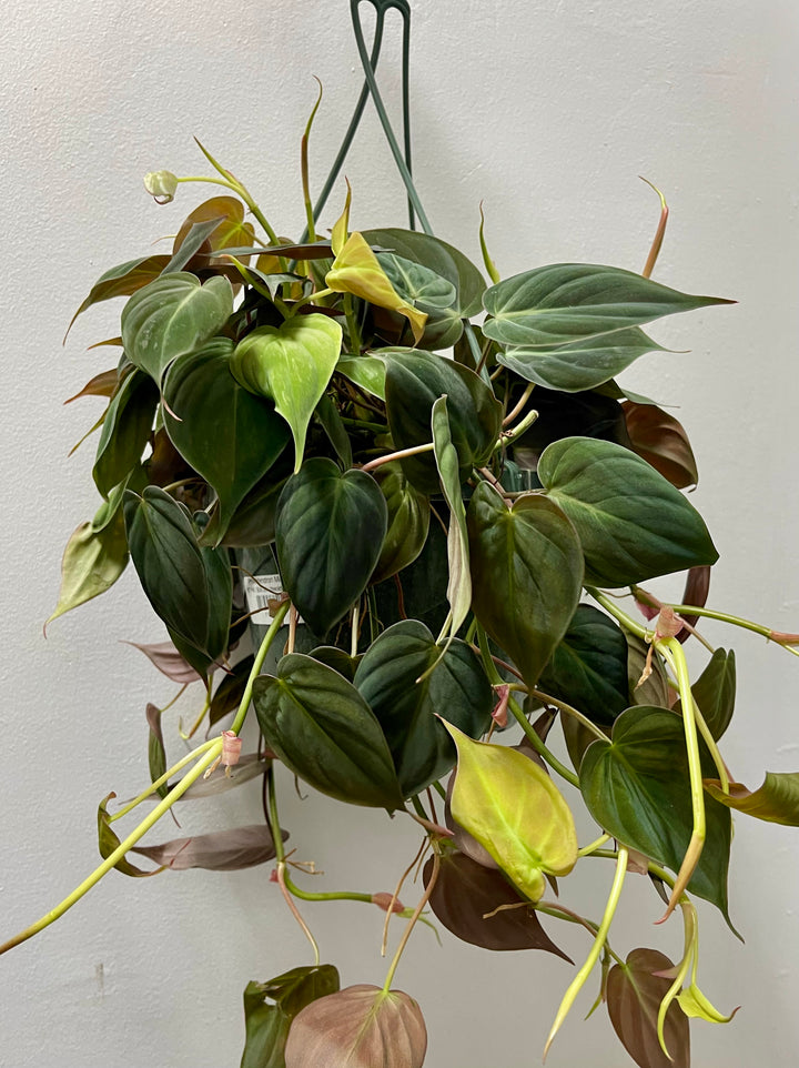 Philodendron Micans