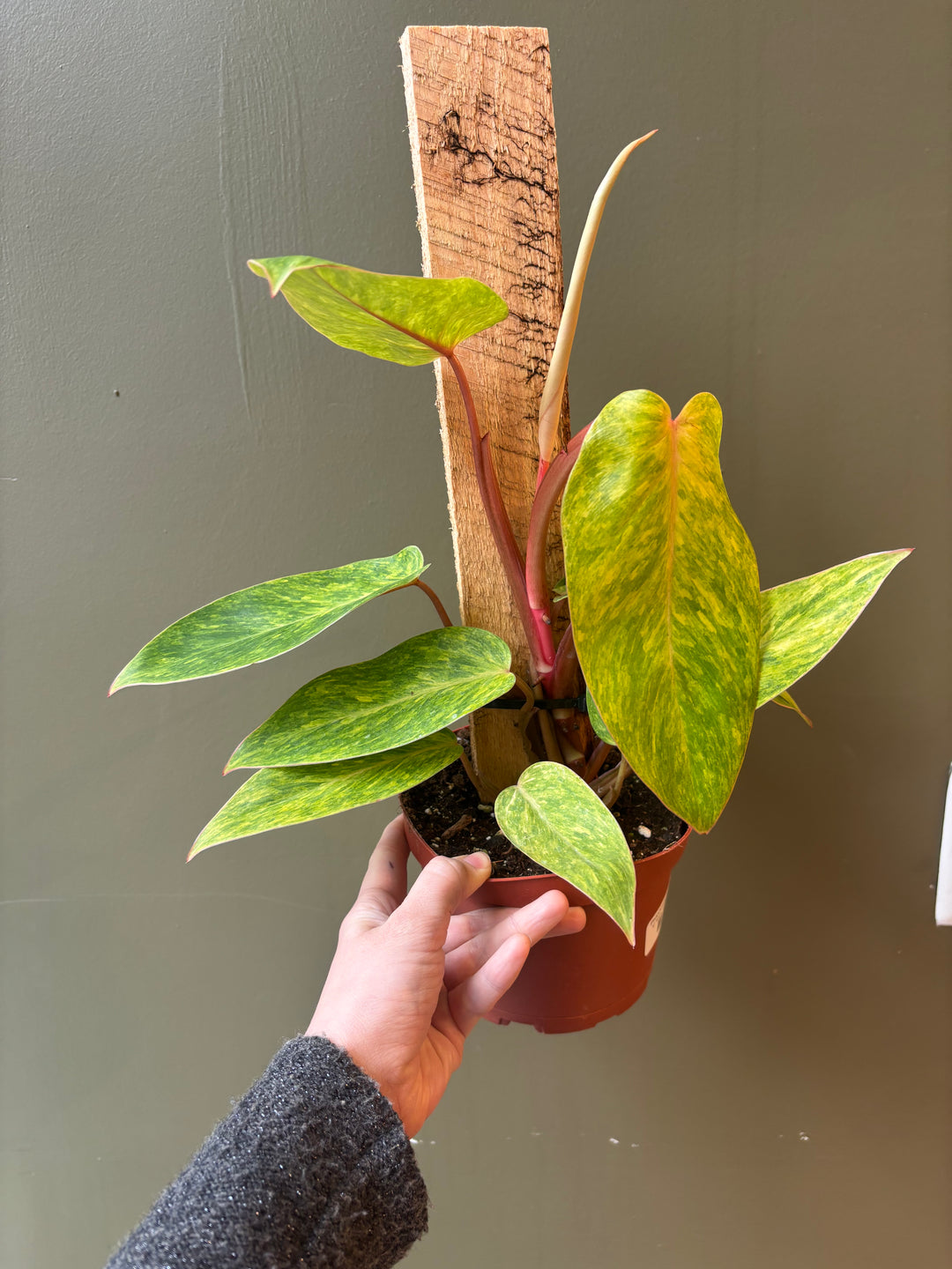 Philodendron 'Painted Lady'